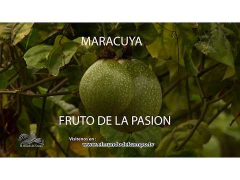 MARACUYA CULTIVO   FUENTE DE ORO   META CAP1