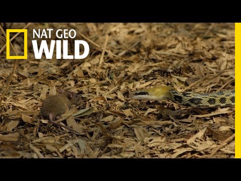 Make Way for the King | Cobra Mafia