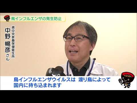 羽が抜け落ちた鶏の治療方法は？考えられる 4 つの原因と問題を解決する簡単な解決策  庭園