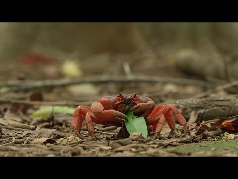 Destination Australia - Exploring the Wonders of Christmas Island's Underwater World