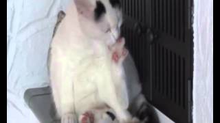 Katze glücklich am Kamin 