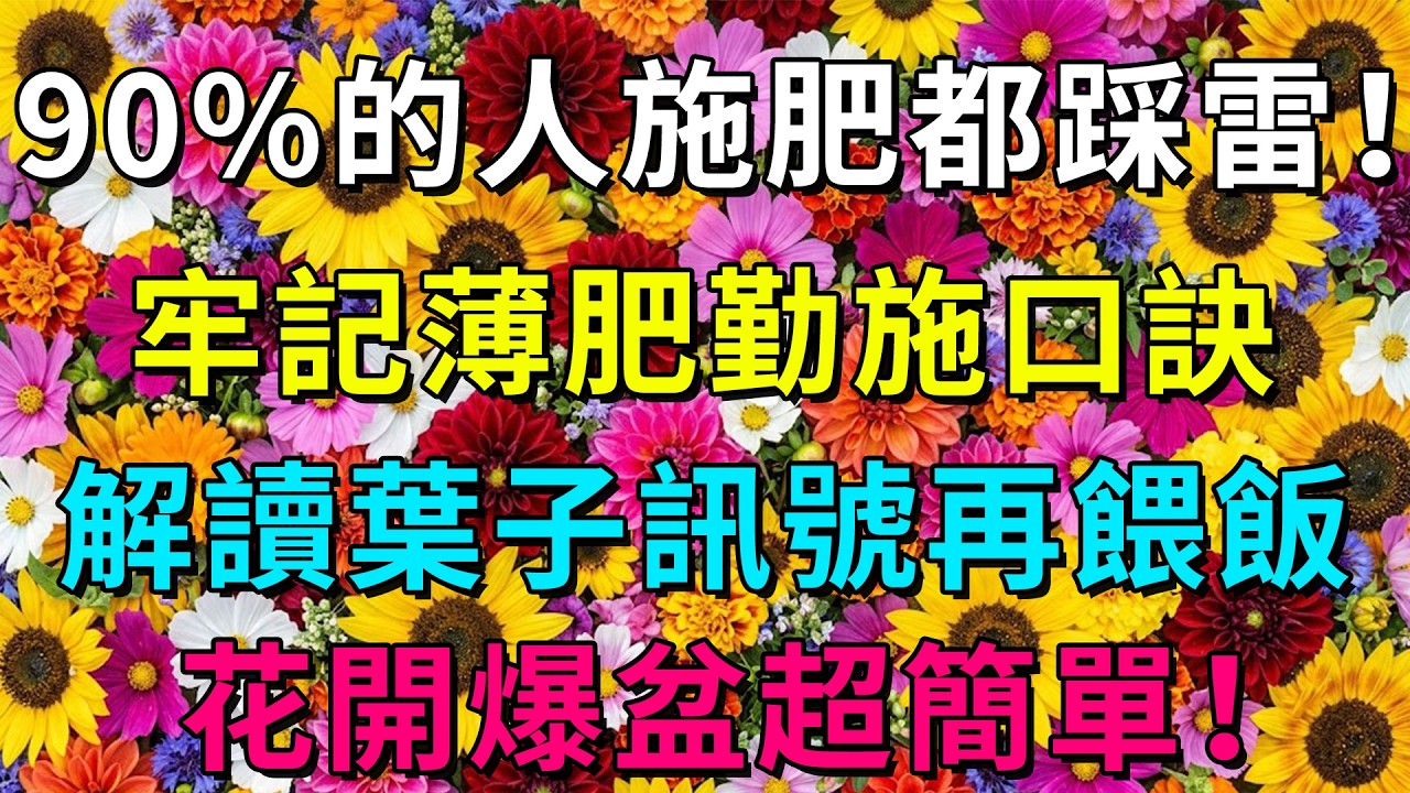 難怪養花總失敗！掌握薄肥勤施看懂葉子信號，新手也能養出爆盆花海！#養花技巧 #植物施肥 #薄肥勤施 #陽台園藝