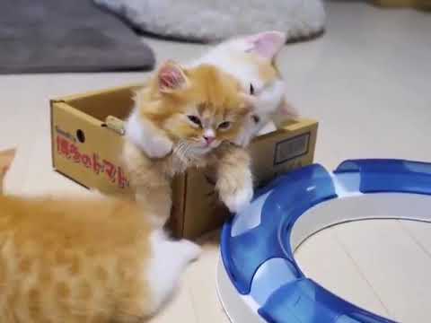 all about natures, luxury(9)