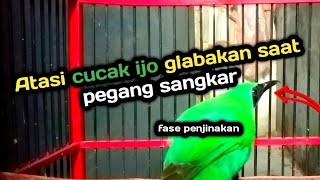 Download lagu Cara mengatasi cucak ijo glabakan saat pegang sangkar‼️ 'fase penjinakan' mp3