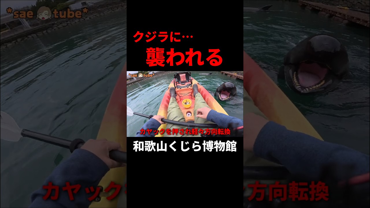 和歌山のくじら博物館で真冬にカヤック餌やり体験してみたらクジラに襲われた…。絶対に楽しいからみんなにも体験して欲しい！#バイク女子 #日本一周