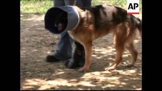Working dogs face dangers in war zones