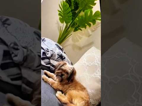 Raseed || Satinder Sartaaj || dog lover || cute dog #trendingreels #status #doglover #shorts #story