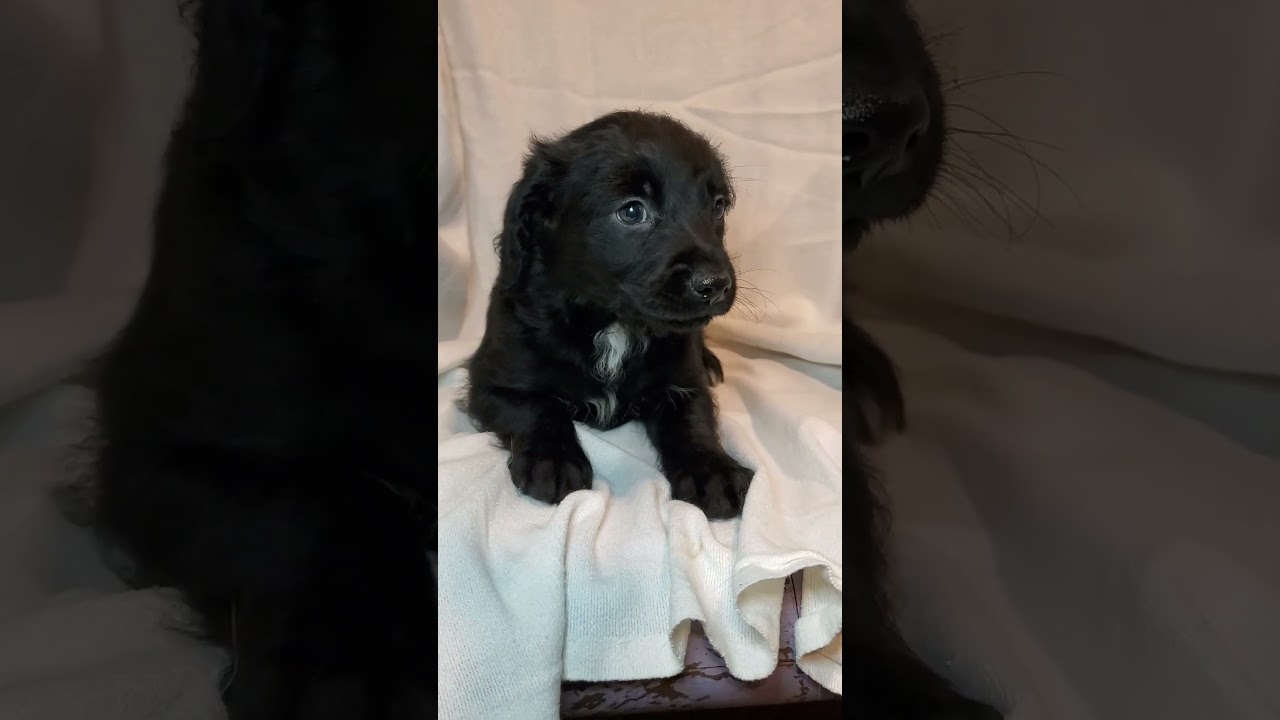 Enlarge Albert, a Adoptable mixed breed in Blairstown, NJ video 6/6