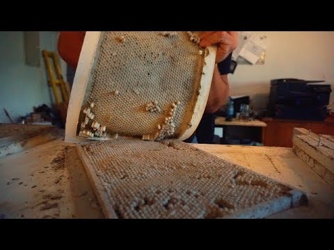 The Bien - 2018 Ars Electronica Festival