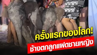 ประวัติศาสตร์ช้างไทย ‘พังจามจุรี’ ตกลูกแฝดหญิงชาย คู่แรกของโลก! : Khaosod - ข่าวสด