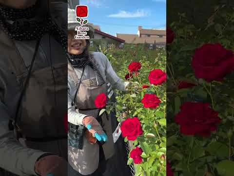 最も香りのよいバラの品種トップ 5: 歴史、栽培、維持管理  庭園