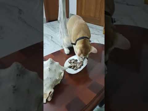 Goldie the smart cat