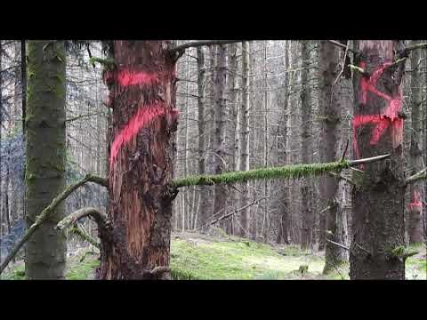 Der Wald im Wandel 2020