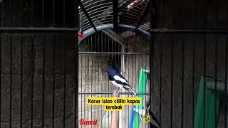 Download lagu kacer isian cililin kapas tembak mp3 Download lagu kacer isian cililin kapas tembak mp3