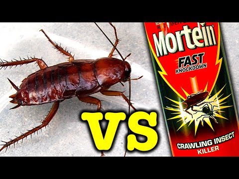 , title : 'Giant Cockroach Vs Mortein Rapid Kill Bug Spray Does It Work'