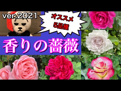 最も香りのよいバラの品種トップ 5: 歴史、栽培、維持管理  庭園