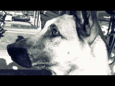 Pasieniečio profesija (trumpa versija)