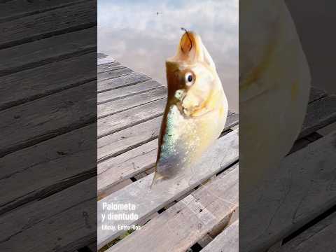 ¡PESCA EXPLOSIVA en IBICUY! 🎣 Palometas y Dientudos GIGANTES en la Boca del Pavón