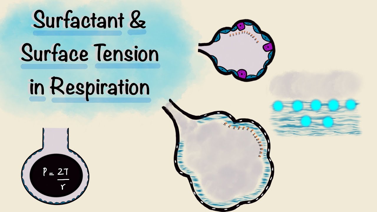 What is surface tension in alveoli? EN General