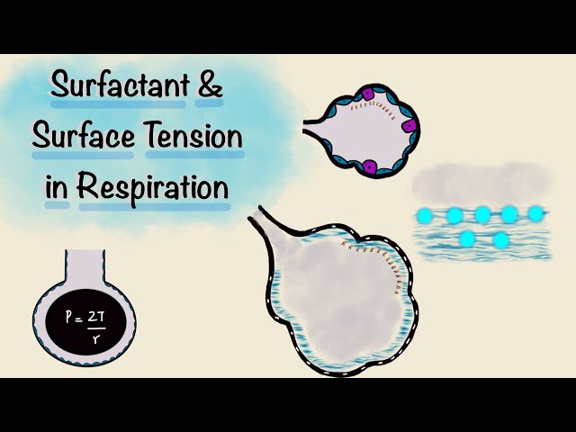 Understanding Surfactant and Surface Tension in Respiratory Physiology ...