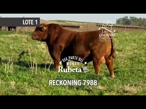 RUBETA 7988 RECKONING - LOTE 1