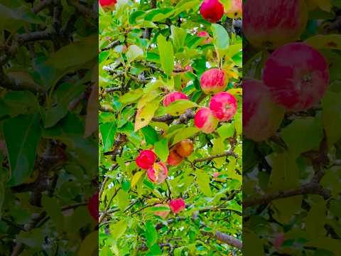 Apple tree in the uk #shorts #shortsfeed #shortvideos #foryou