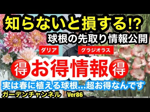グラジオラスを植える：いつ、どのように行うか？全てをお伝えします！  庭園