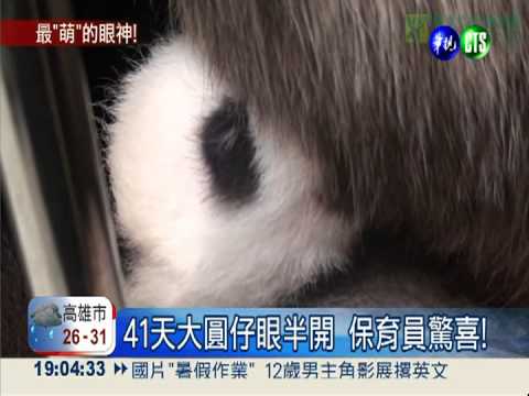 等不及看世界! 圓仔提前半開眼