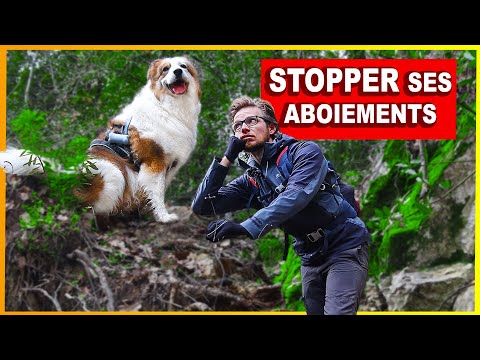 My Dog Barks When I Leave Him Alone - Here's How to Stop Him