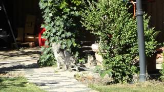 Katze Mimi - Freilaufende Katzenbabys beim Spielen mit Katzenmutter