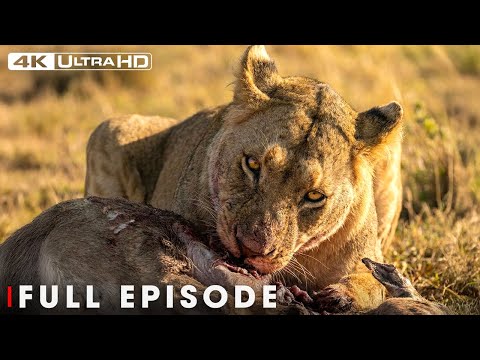 Ultimate Predators (Full Episode)