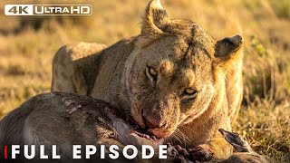 Download lagu Ultimate Predators (Full Episode) | World's Deadliest | Nature Animal Documentary mp3 Download lagu Ultimate Predators (Full Episode) | World's Deadliest | Nature Animal Documentary mp3
