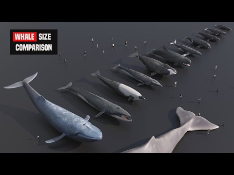 Whale Size Comparison 2025 | 3d Animation comparison 2025