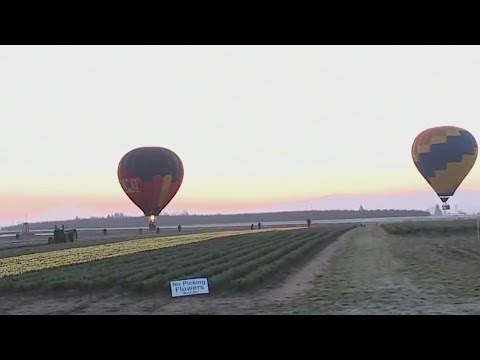 Check out the 2021 Wooden Shoe Tulip Festival