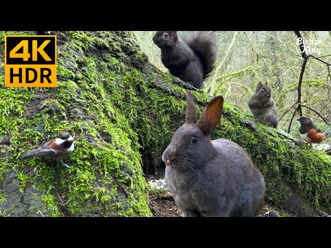 Cat TV for Cats to Watch 😺🐰 Cute Bunny, Birds and Squirrels In the Spring 🐦 8 Hours(4K HDR)