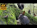 Cat TV For Cats To Watch Cute Bunny Birds And Squirrels In The Spring 8 Hours 4K HDR