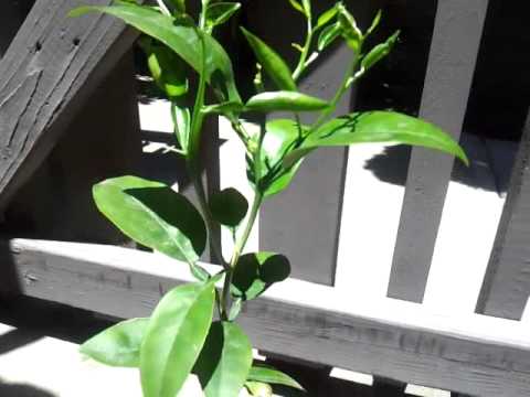 園芸 オレンジの木、スイートオレンジ