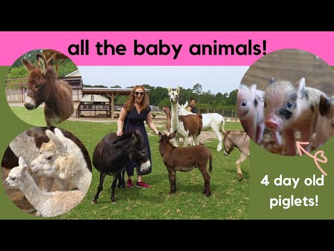 All the baby farm animals!