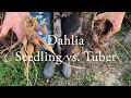 Dahlia Seedling Vs Tuber