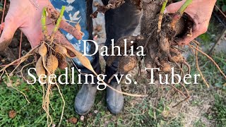 Download lagu Dahlia Seedling vs. Tuber mp3 Download lagu Dahlia Seedling vs. Tuber mp3