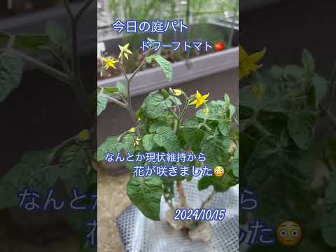 自家製トレリストマトステーク – 種類、ヒント、コツ  庭園