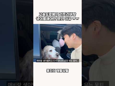 고속도로에서 리트리버랑 생이별해야만 했던 이유 ㅠㅠ
