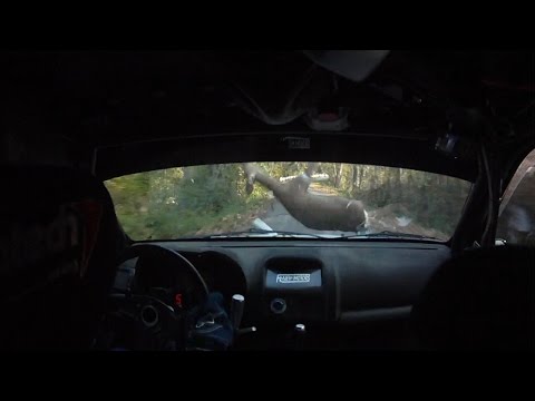 Video Rally Camera Car - CRASH DRAMMATICO CONTRO CAPRIOLO