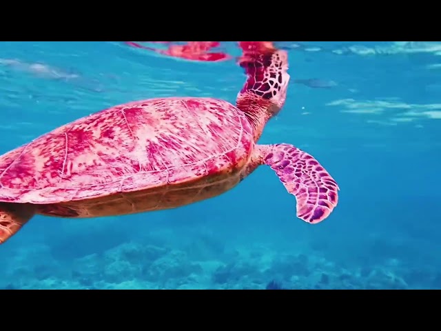 奄美大島1人旅ガイド　コンチジャーニー