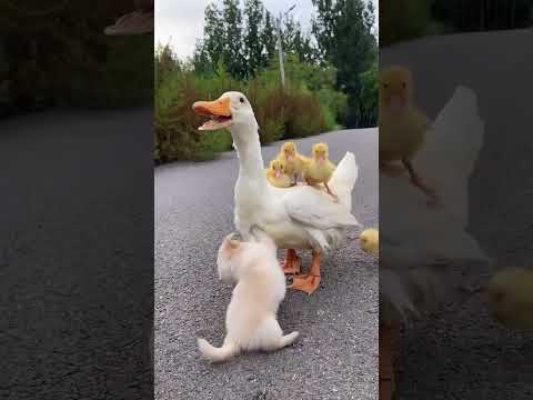 Duck & Dog #Cute  Video #Shorts Video# Shortsfeed