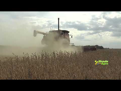 Cosecha de Soja en Candelaria Sud campo de Federico Cadamuro | Cosechadora Case 7230 | A disfrutar!