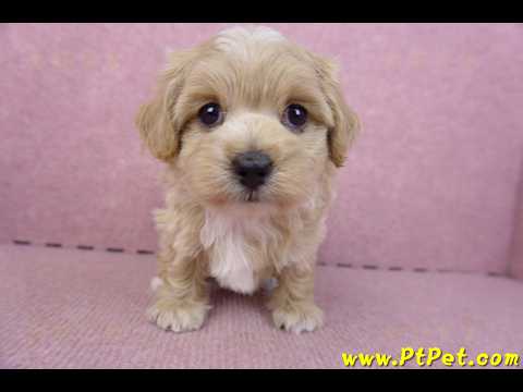 02/20馬爾泰迪母幼犬2號(高雄前鎮)