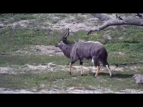 Djuma: Nyala bull - 15:28 - 12/04/21