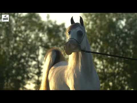 Arabian Horse SWETE MARC K.A. - QR Marc x L Serenella