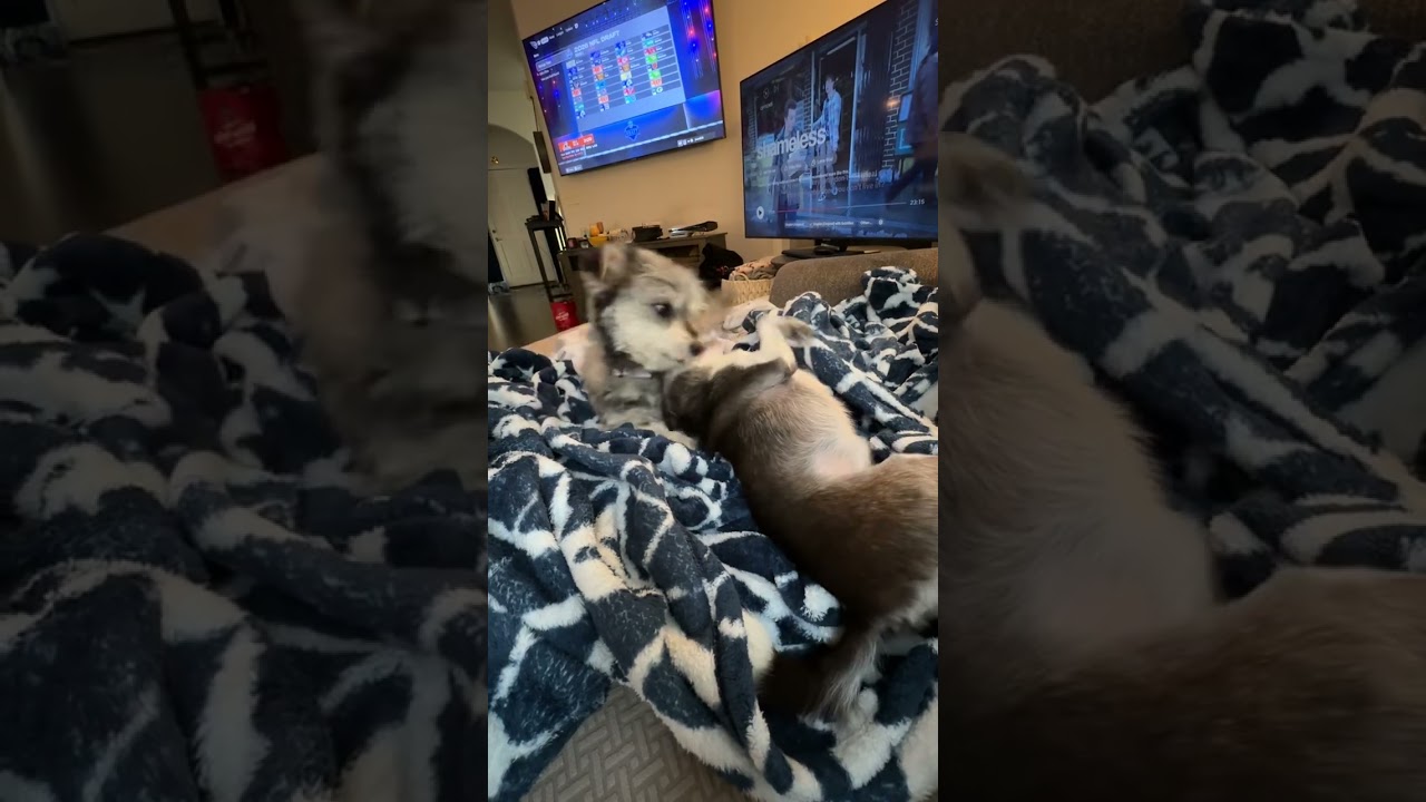 Enlarge Lonney, a ADOPTABLE mixed breed in Fort Collins, CO video 4/4